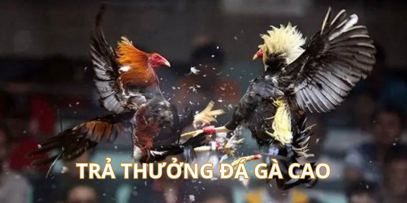 Trả thưởng đá gà cựa sắt cao ngất ngưởng