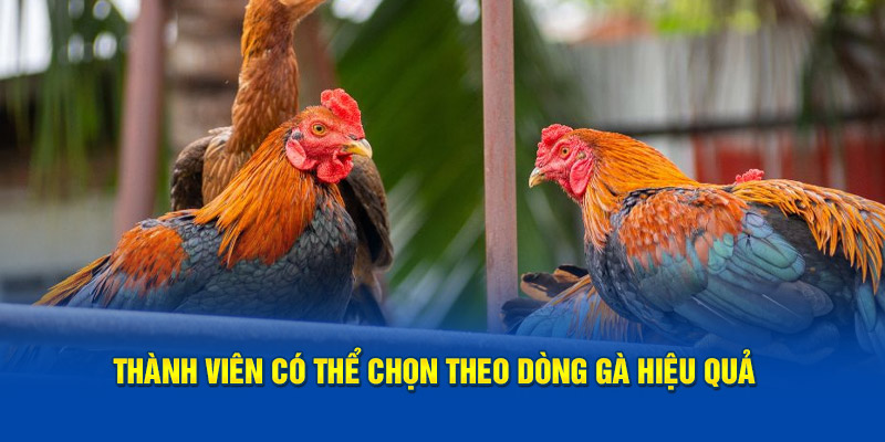 Thành viên có thể chọn theo dòng gà hiệu quả